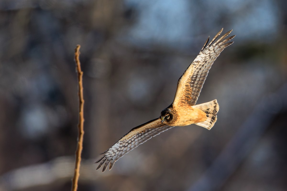 Northern Harrier