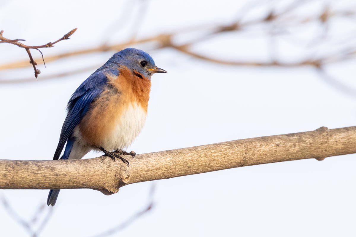 Eastern Bluebird