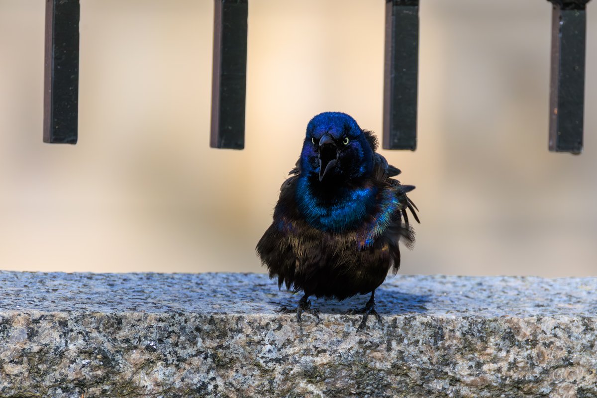 Common Grackle