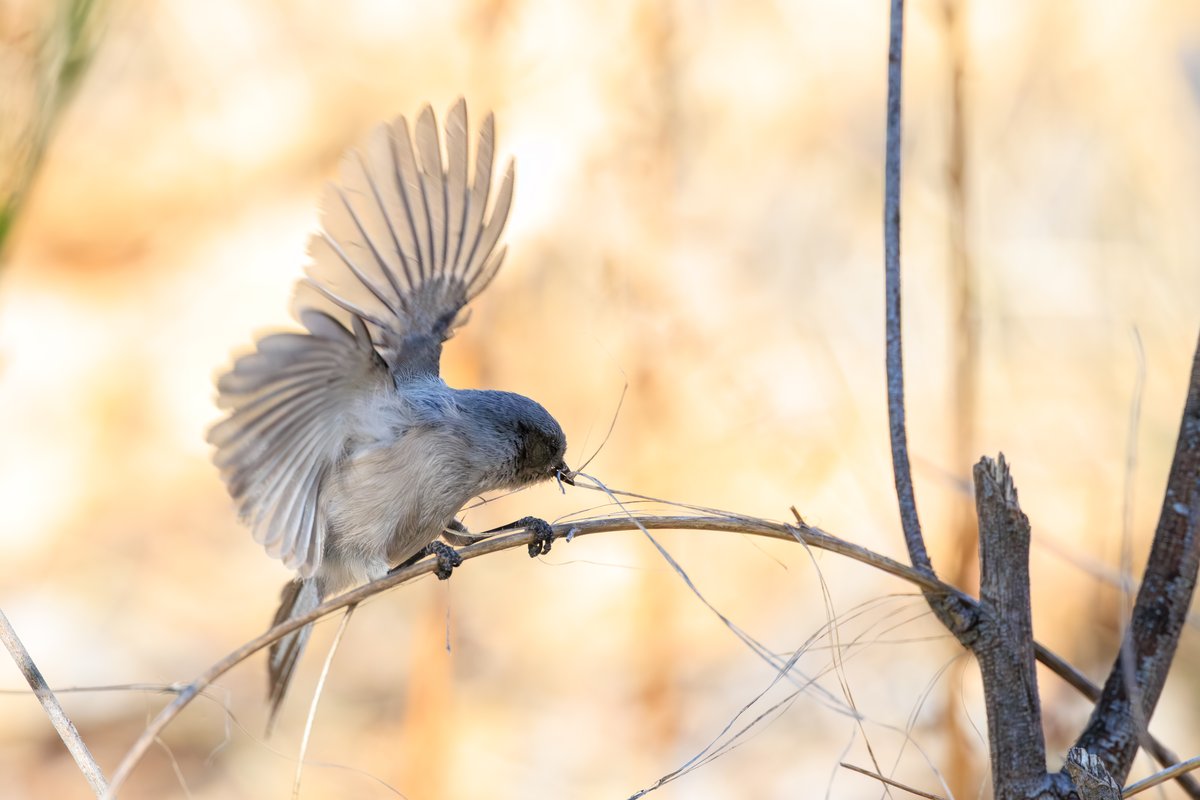 Bushtit