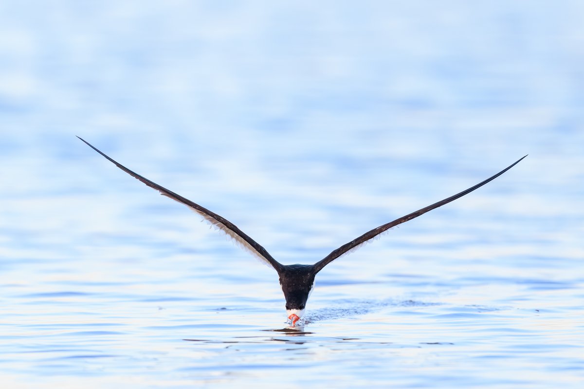 Black Skimmer