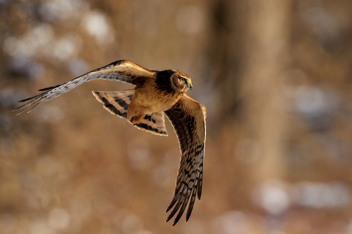 Northern Harrier