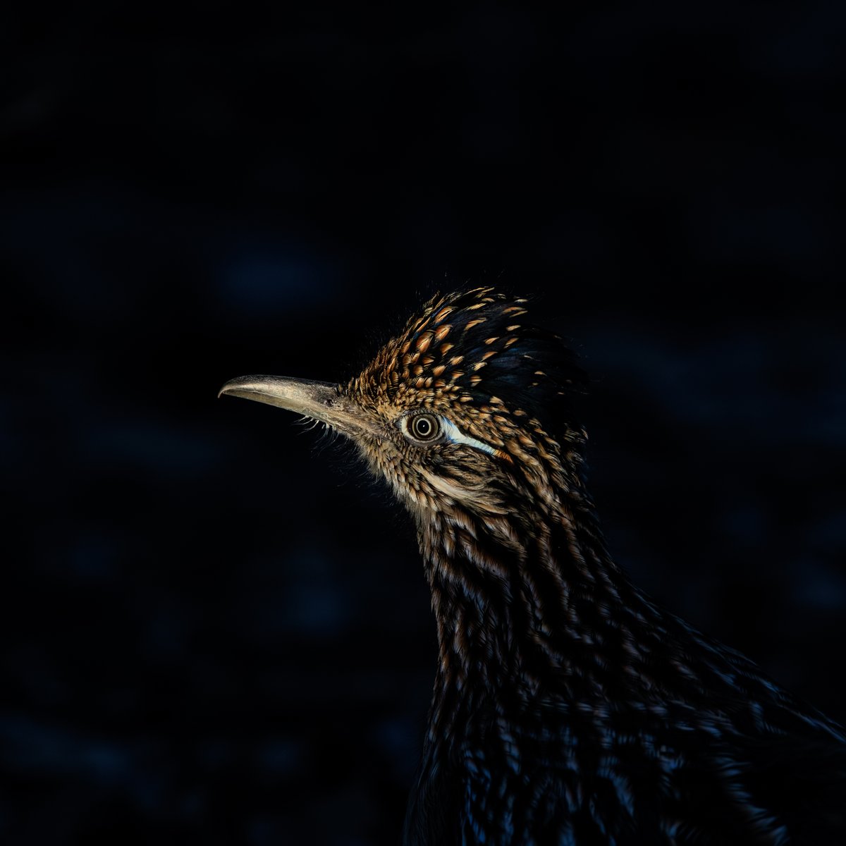 Greater Roadrunner