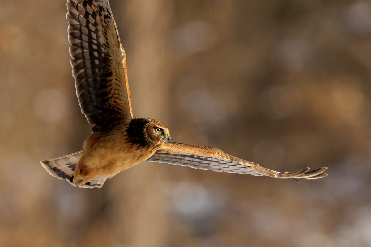 Northern Harrier