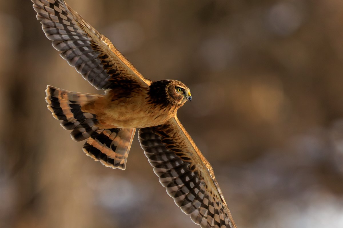 Northern Harrier