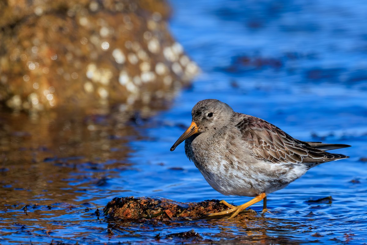 Purple Sandpiper
