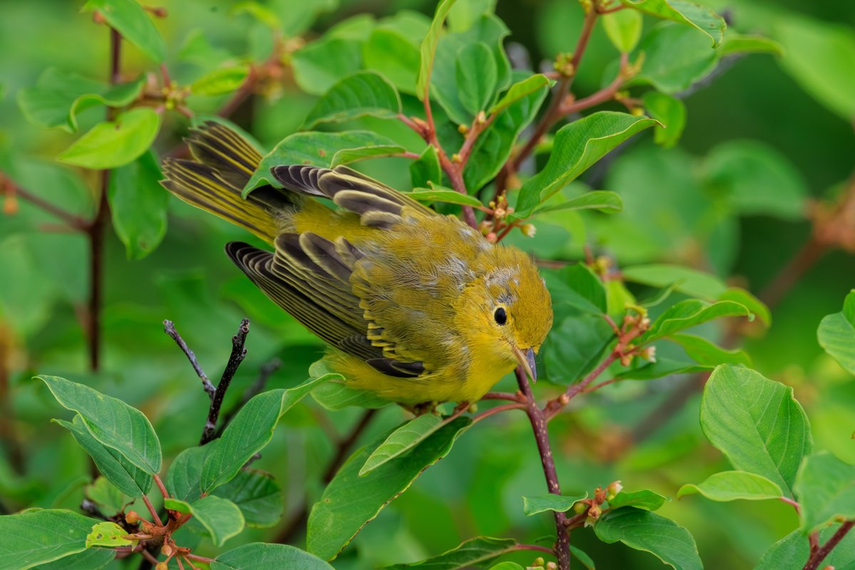 Northern Yellow Warbler