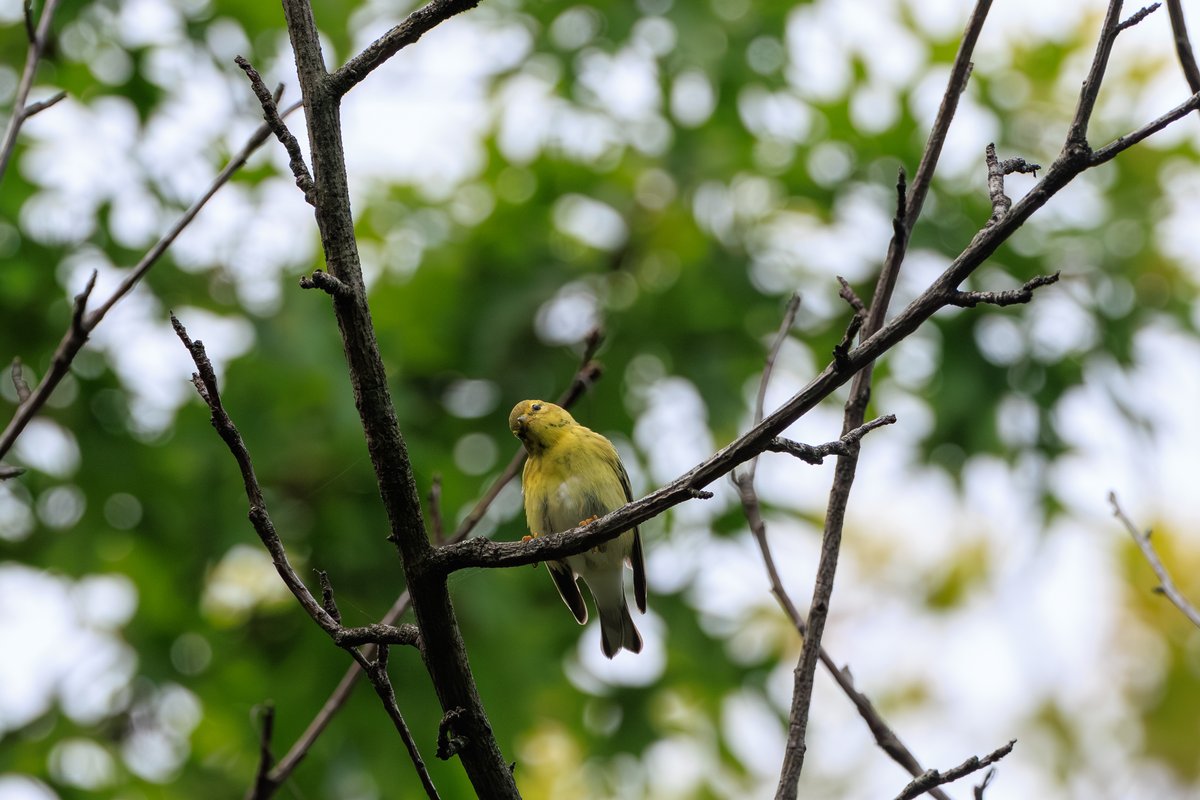 Palm Warbler