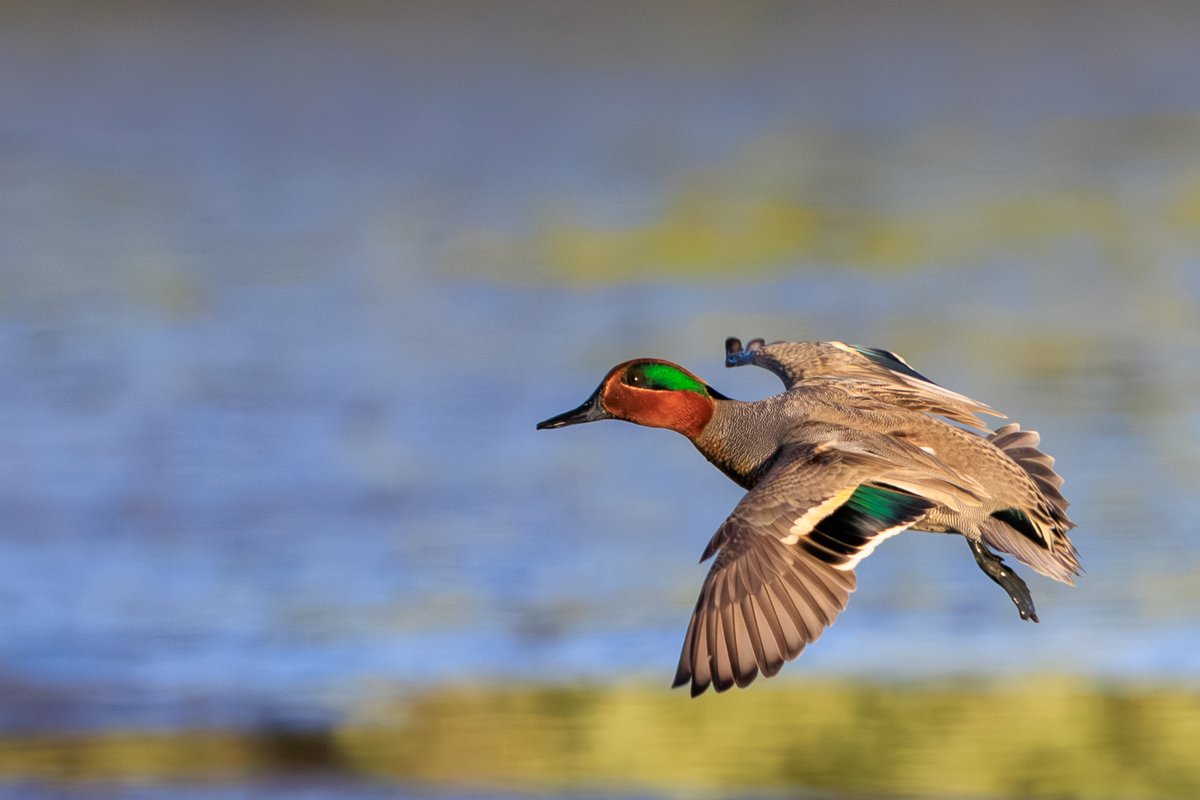 Green-winged Teal