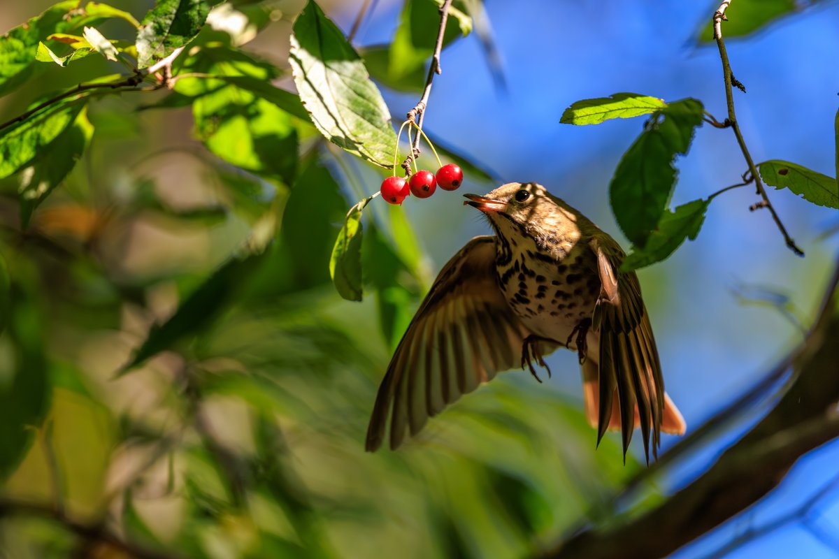 Swainson's Thrush