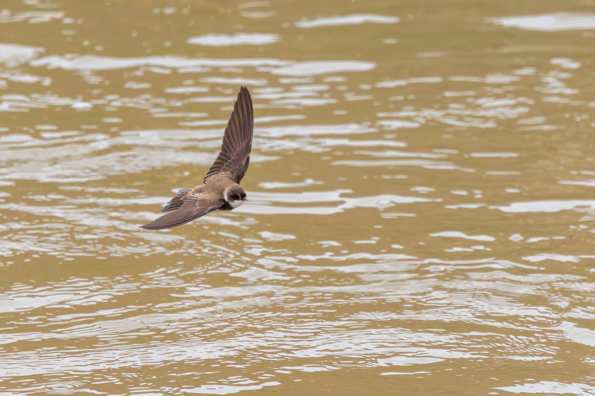 Northern Rough-winged Swallow