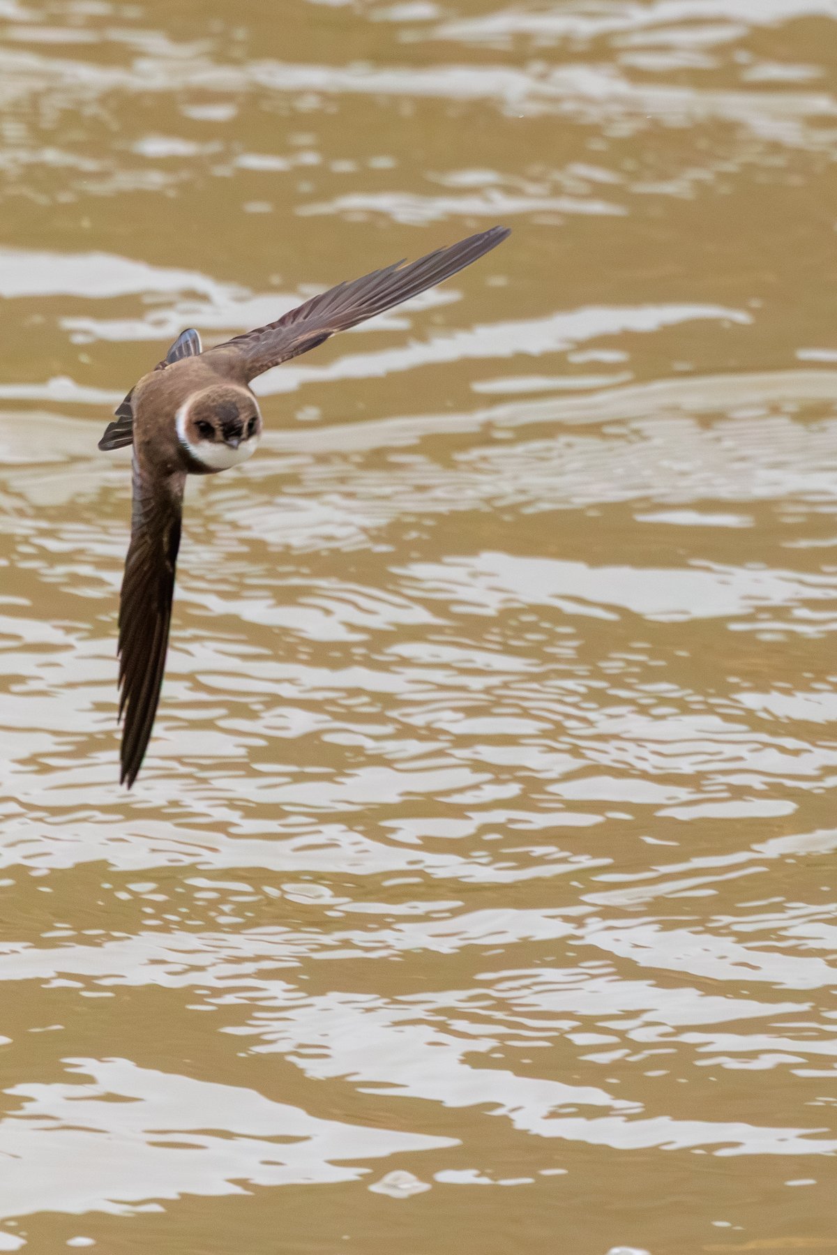 Bank Swallow