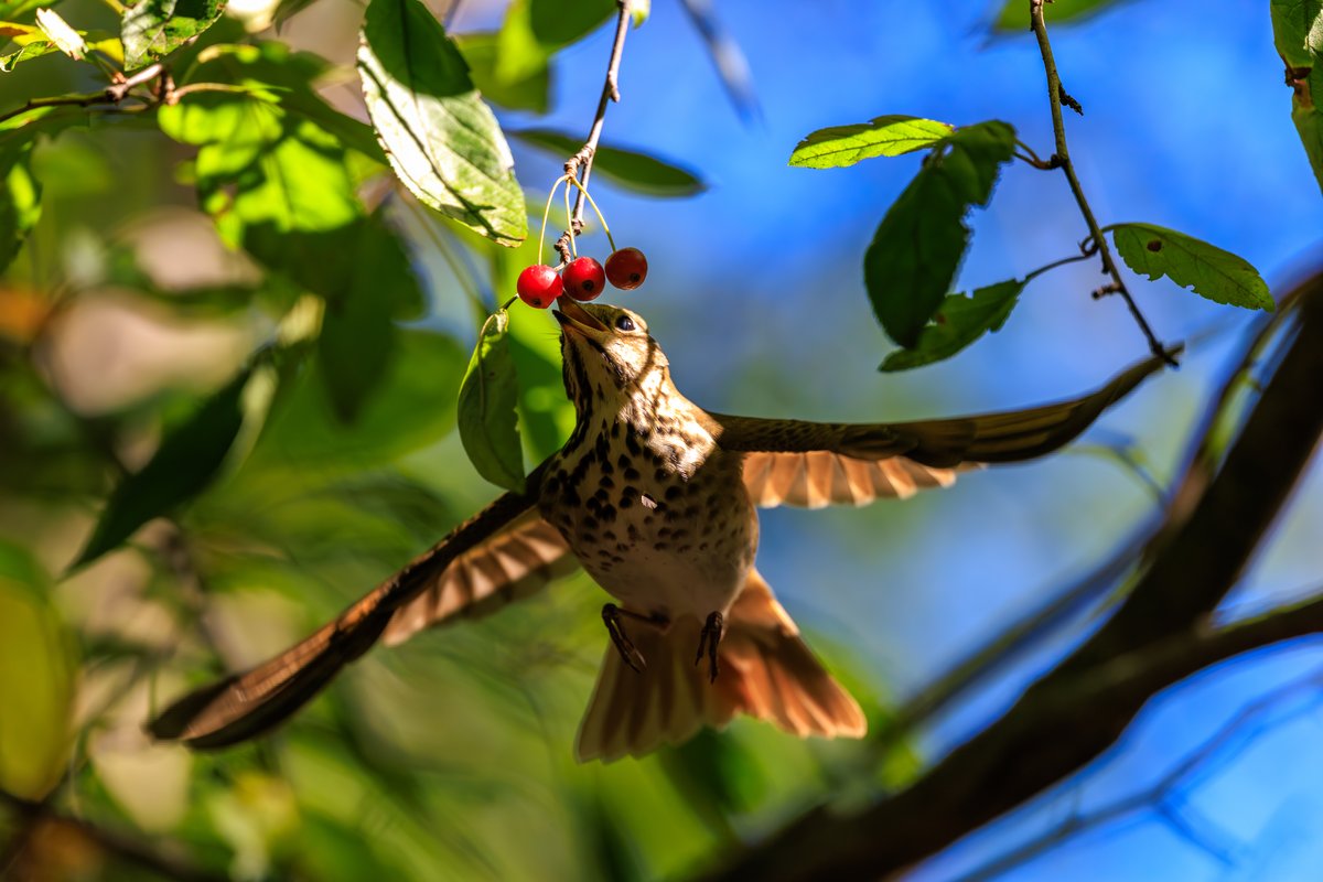 Swainson's Thrush