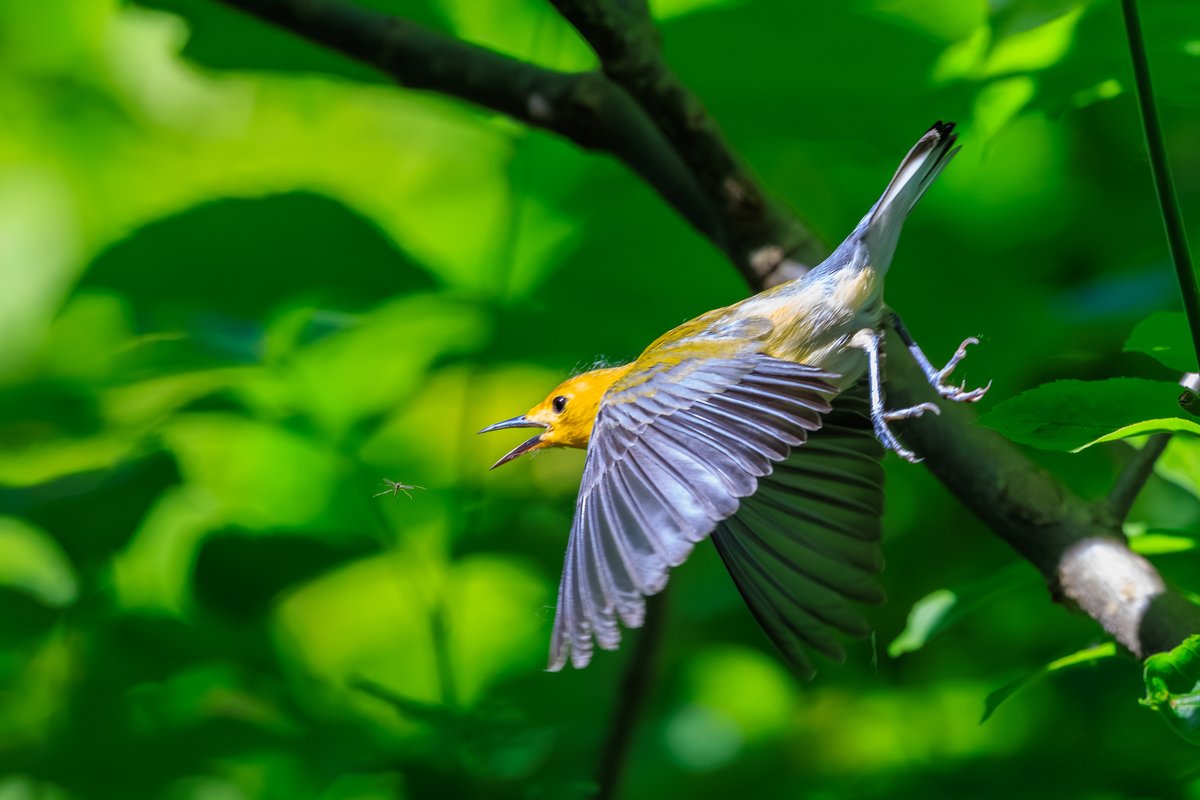Prothonotary Warbler