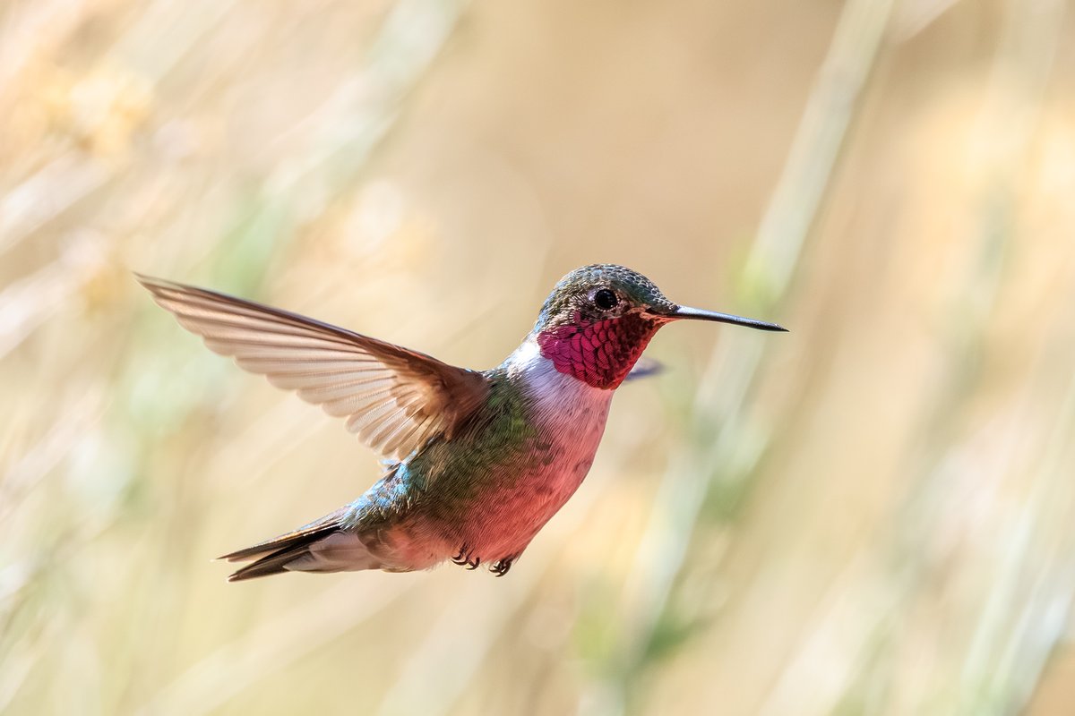 Broad-tailed Hummingbird
