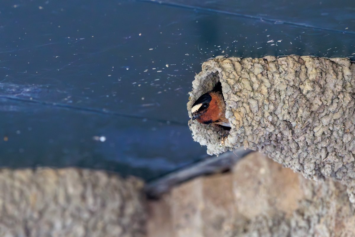 Cliff Swallow