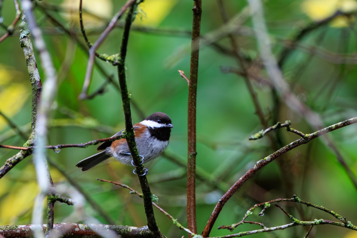 Chestnut-backed Chickadee