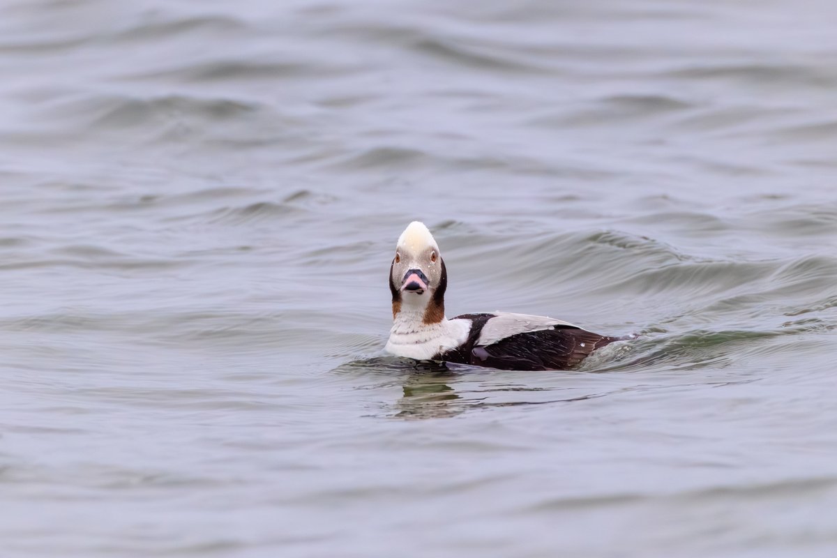 Long-tailed Duck
