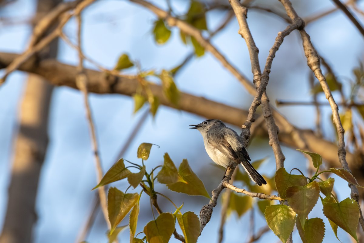 Blue-gray Gnatcatcher