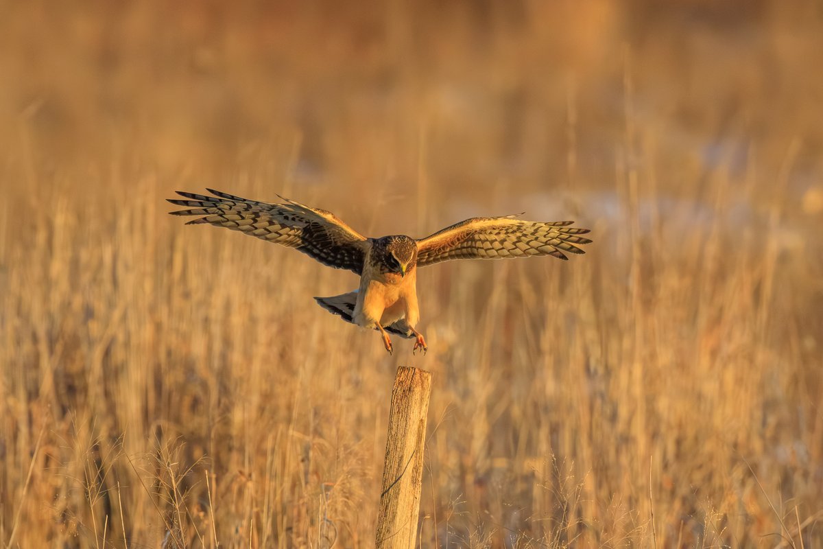 Northern Harrier