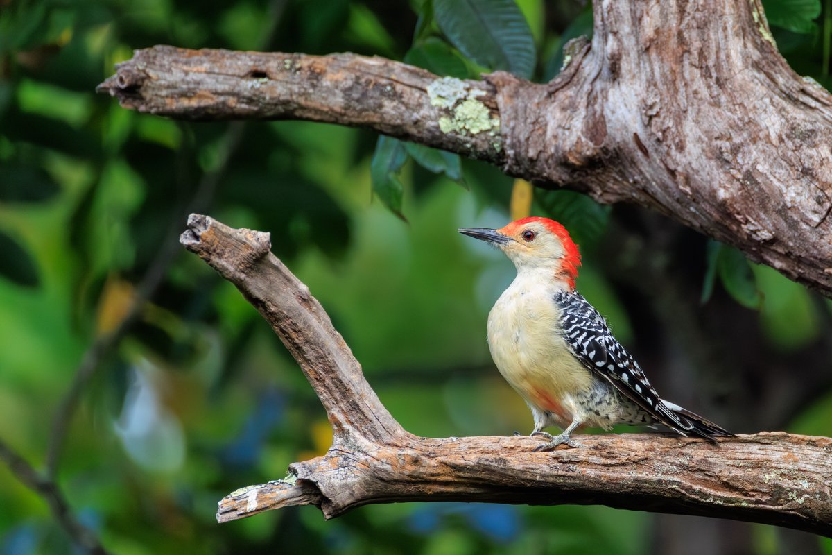 Red-bellied Woodpecker