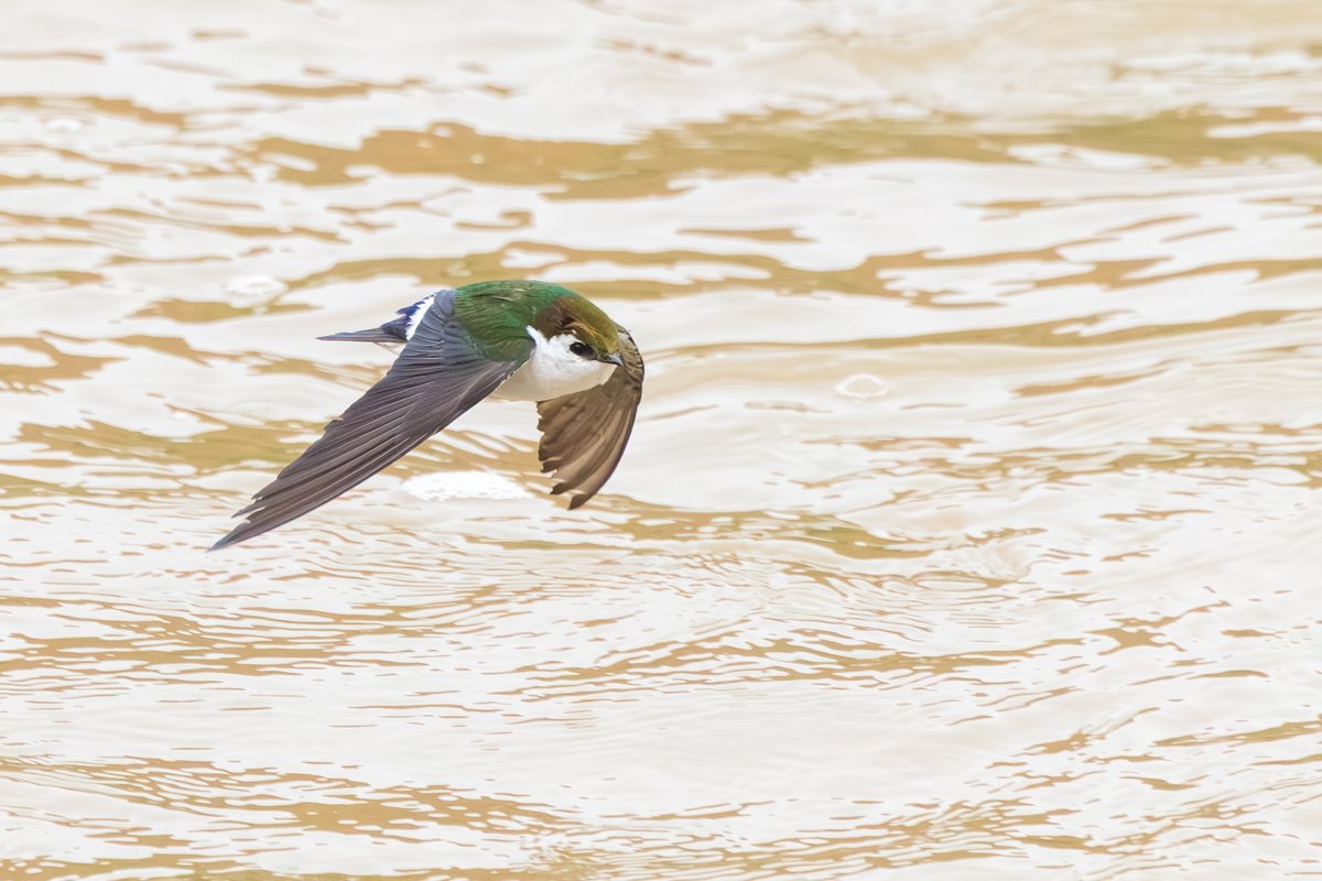 Violet-green Swallow