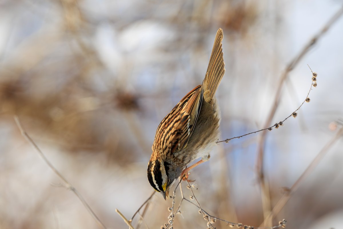 White-throated Sparrow