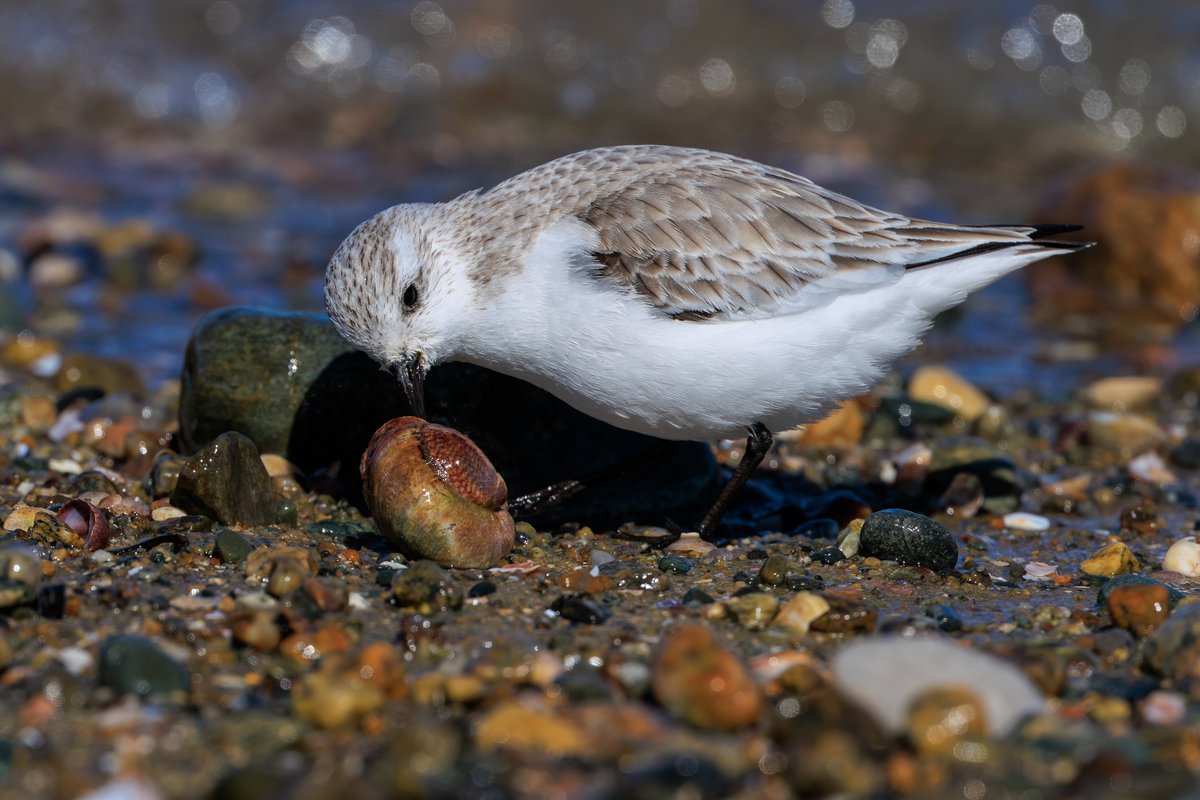 Sanderling