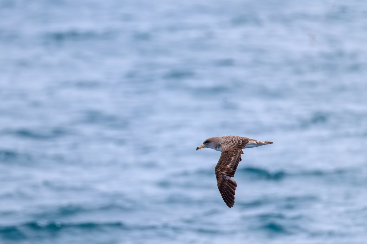 Cory's Shearwater