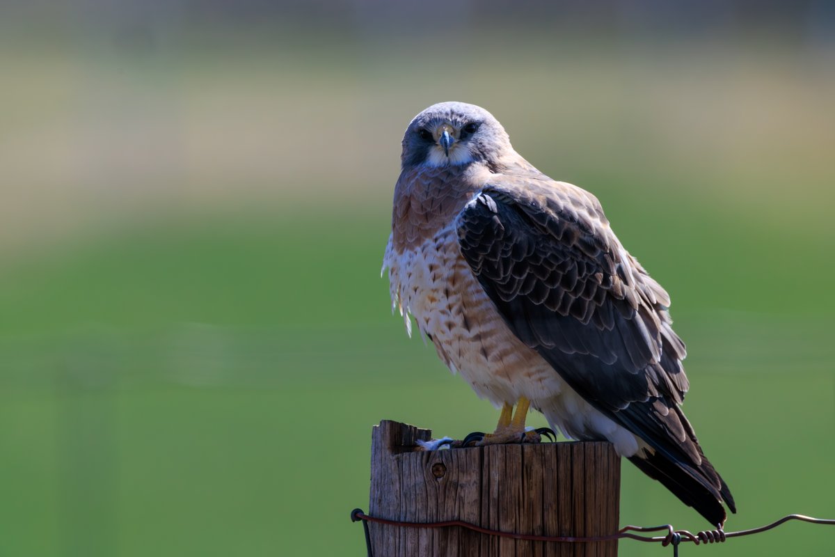 Swainson's Hawk