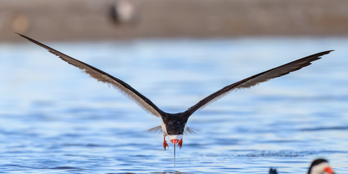 Black Skimmer