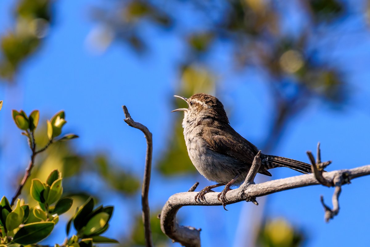 Bewick's Wren