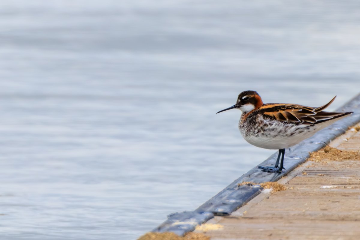 Red-necked Phalarope