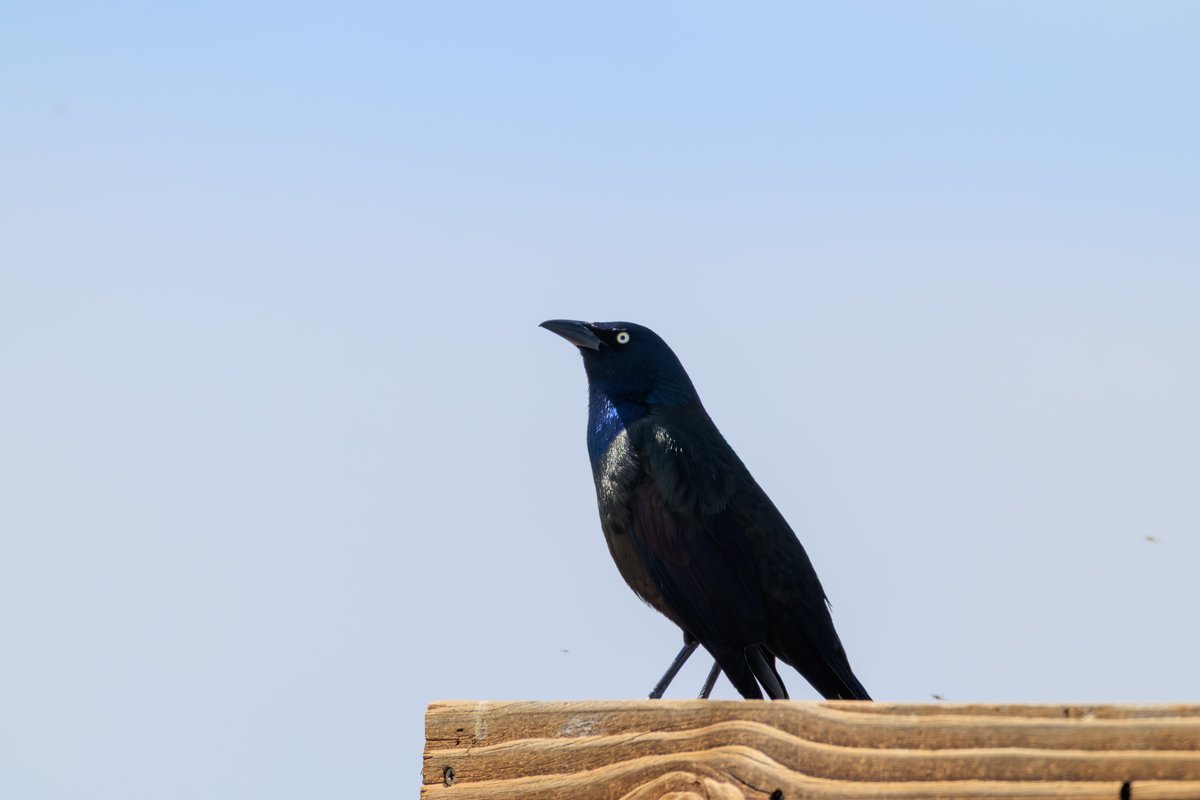 Common Grackle