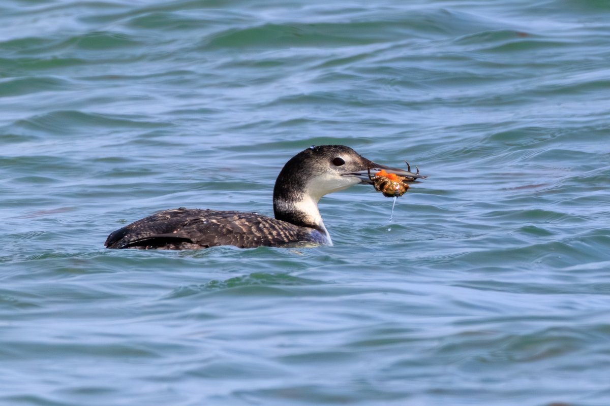 Common Loon