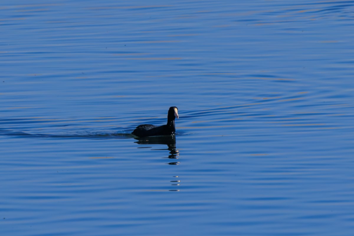 American Coot
