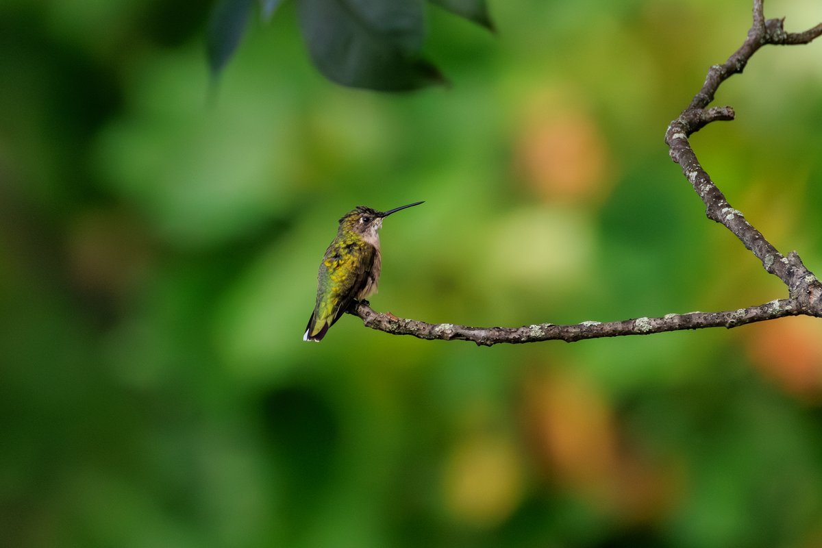 Ruby-throated Hummingbird
