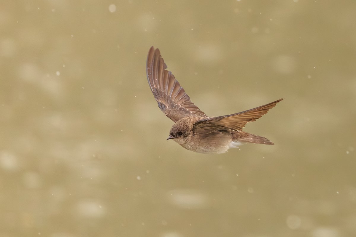 Northern Rough-winged Swallow