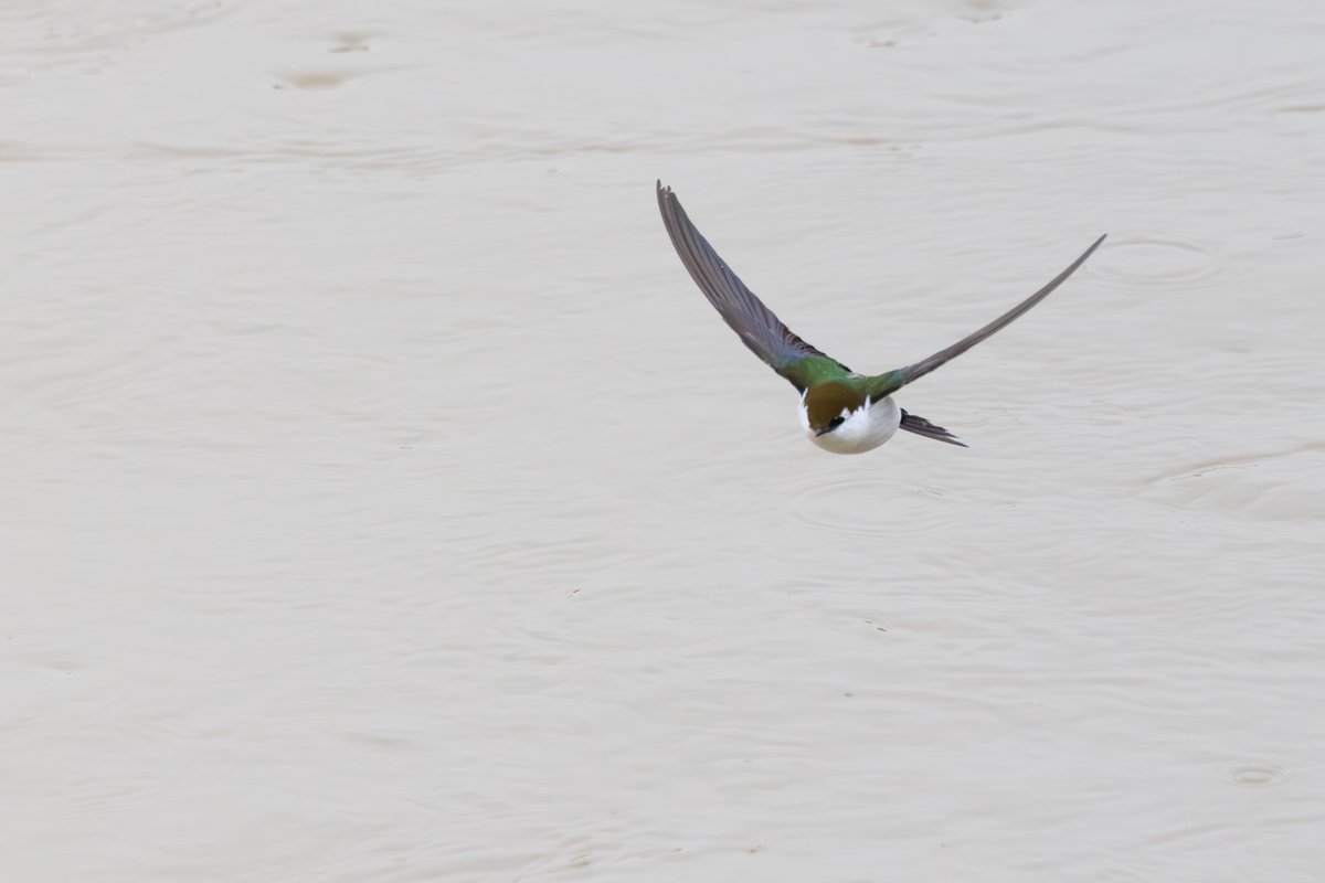 Violet-green Swallow