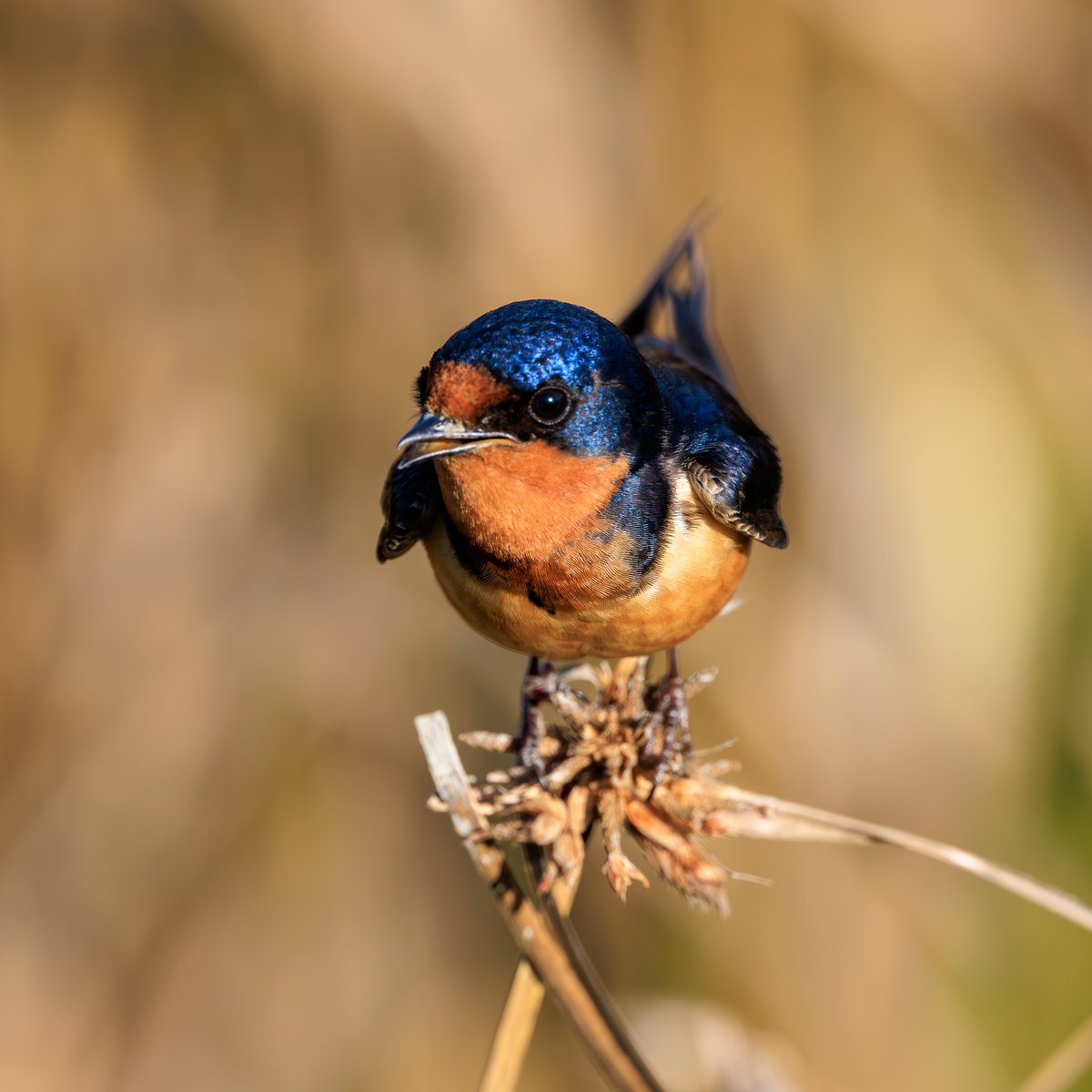 Barn Swallow