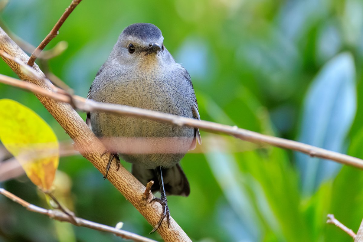 Gray Catbird