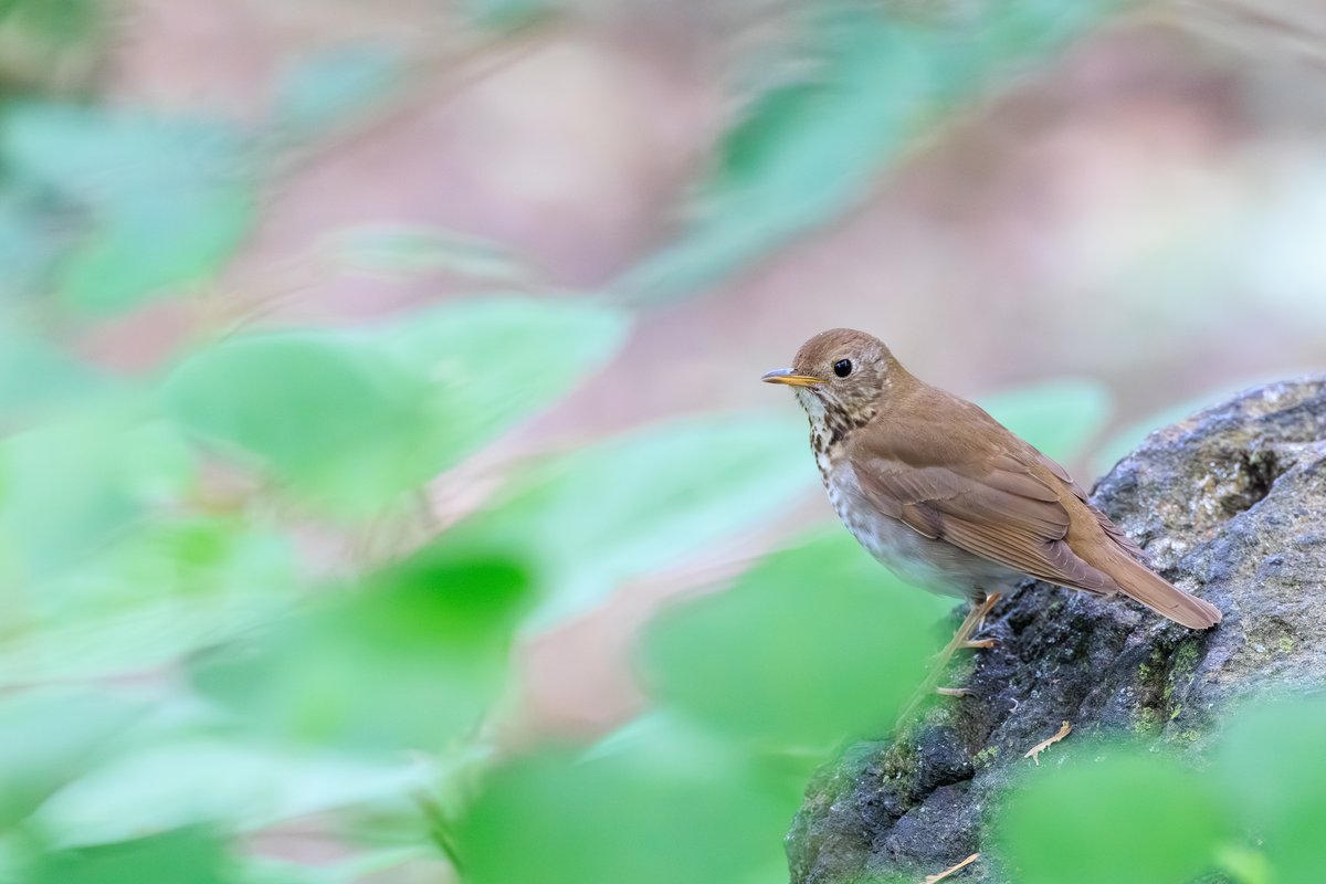 Swainson's Thrush