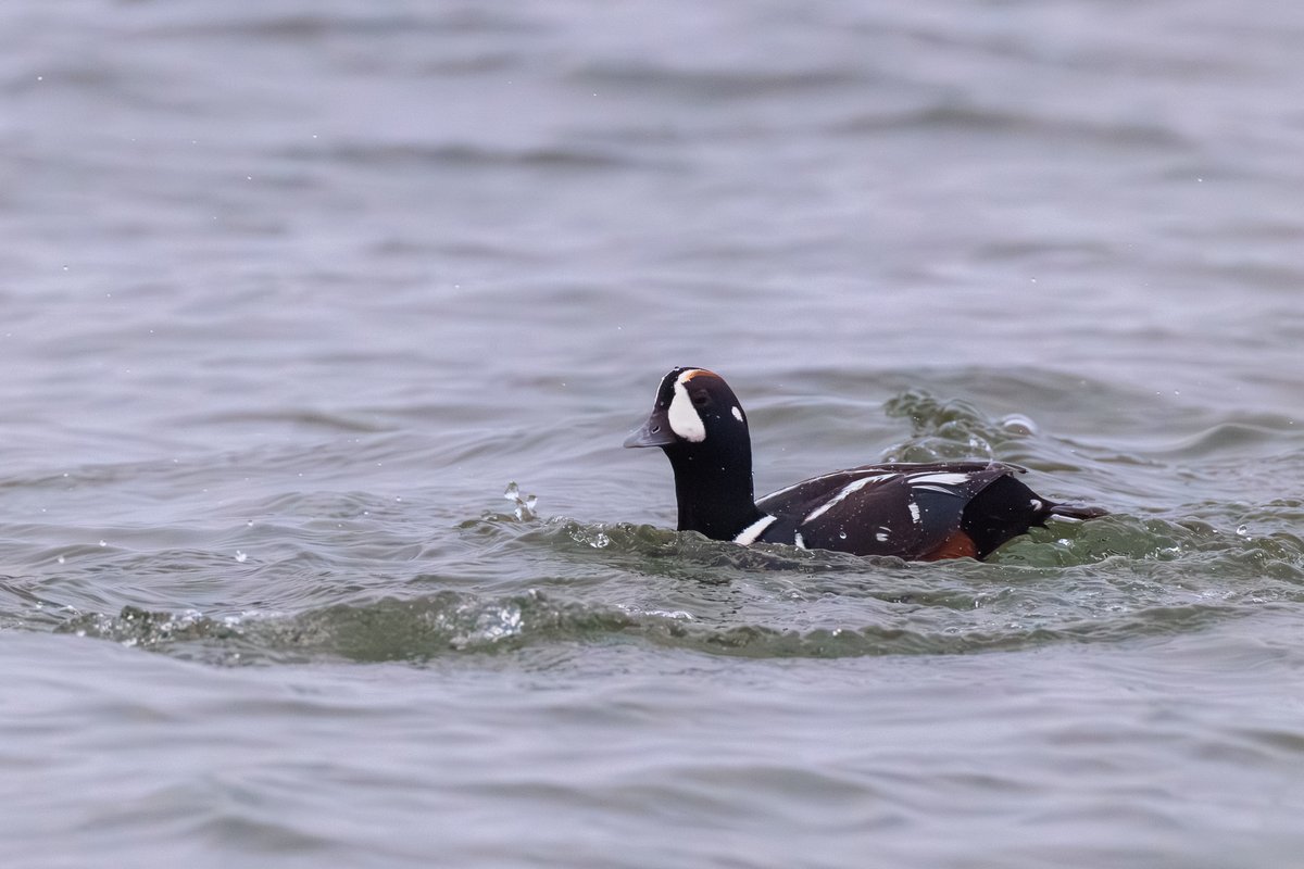 Harlequin Duck