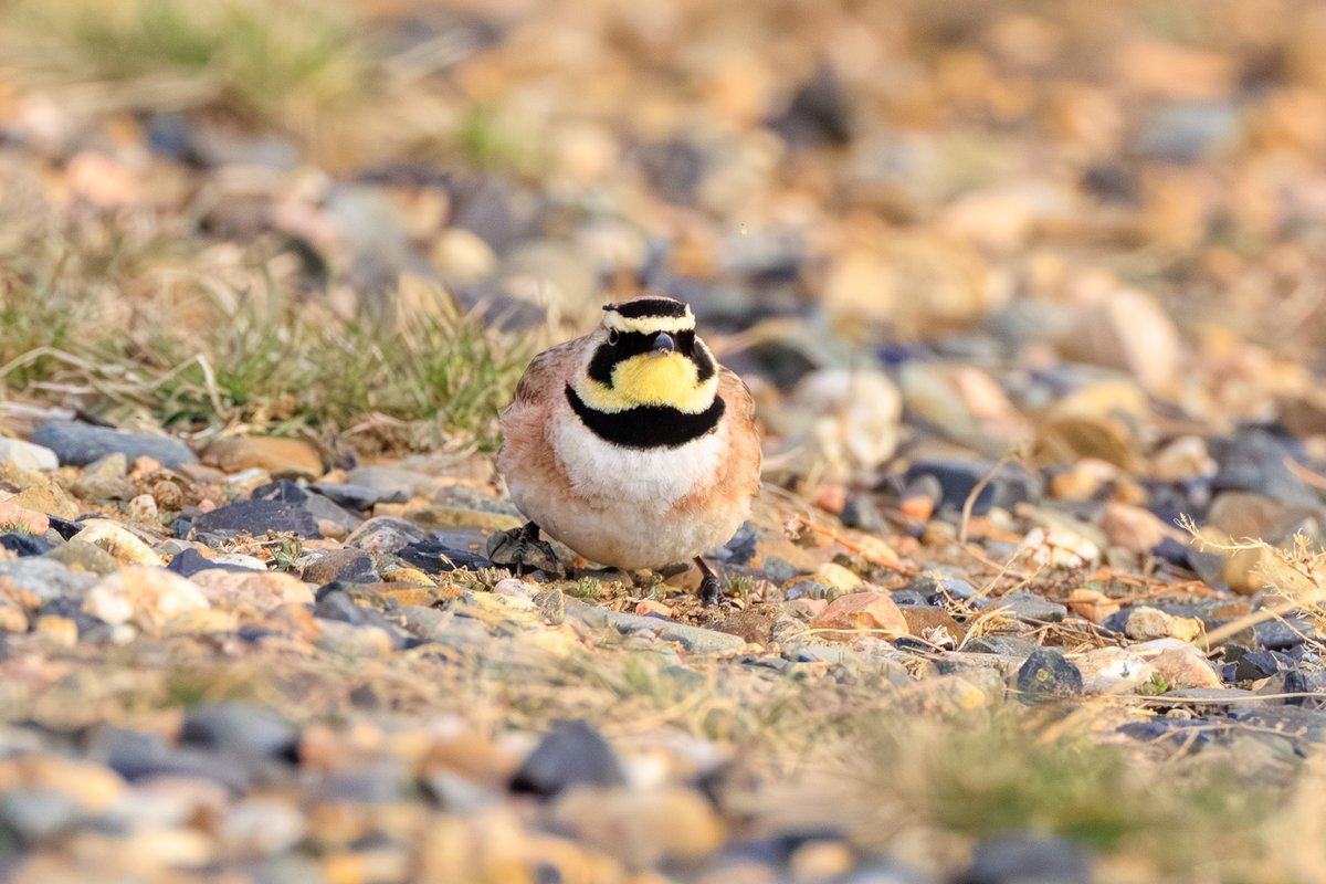 Horned Lark