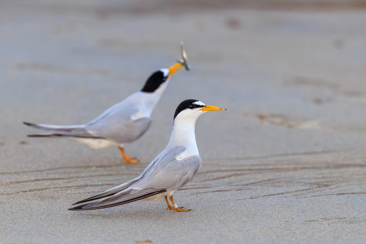 Least Tern