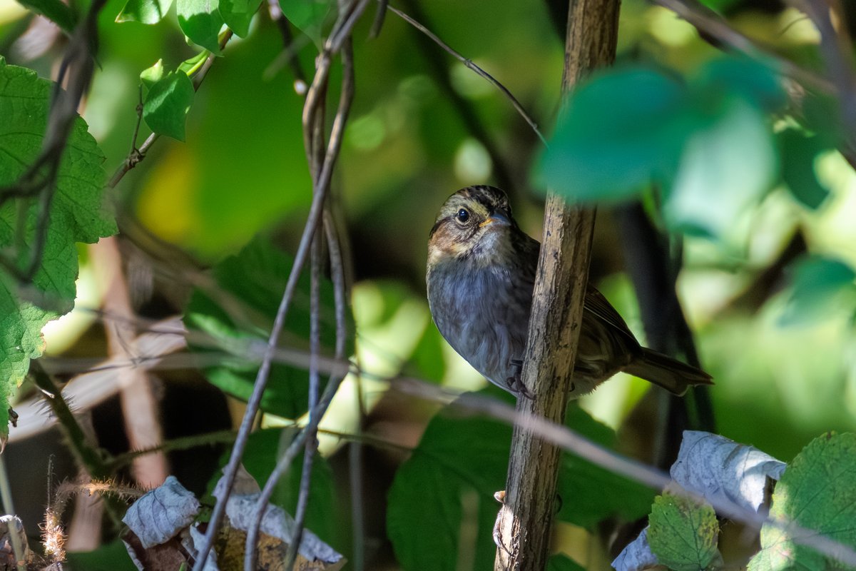 Swamp Sparrow