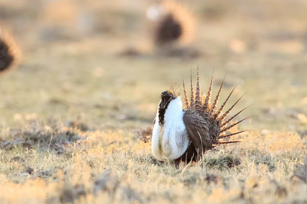 Greater Sage-Grouse
