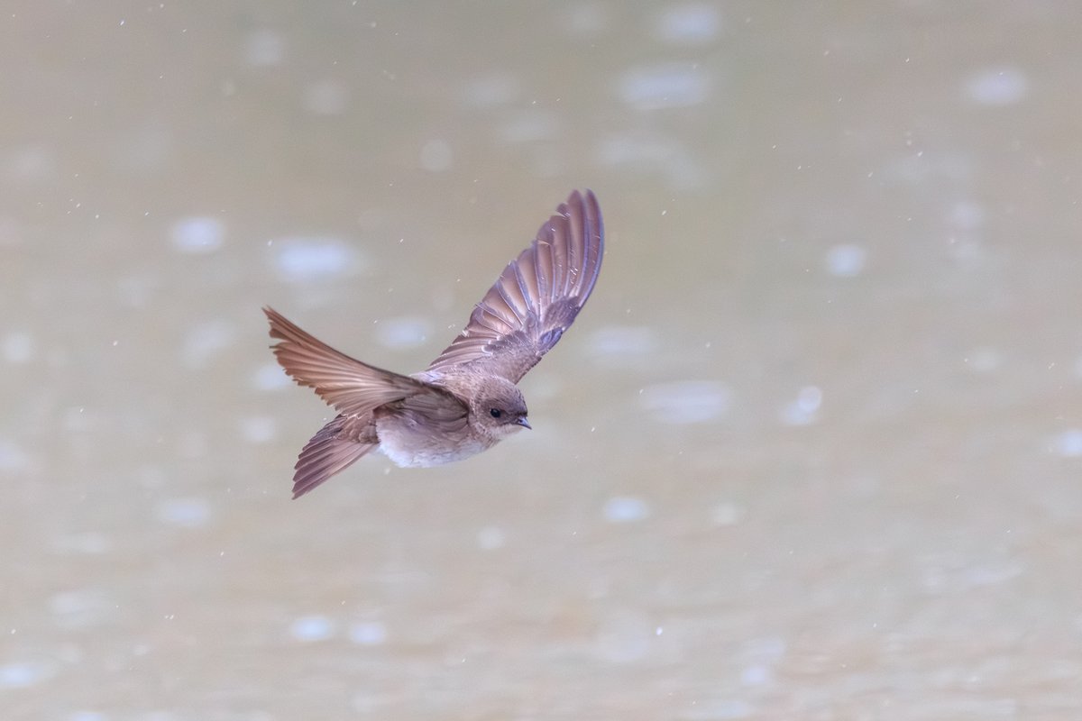 Northern Rough-winged Swallow