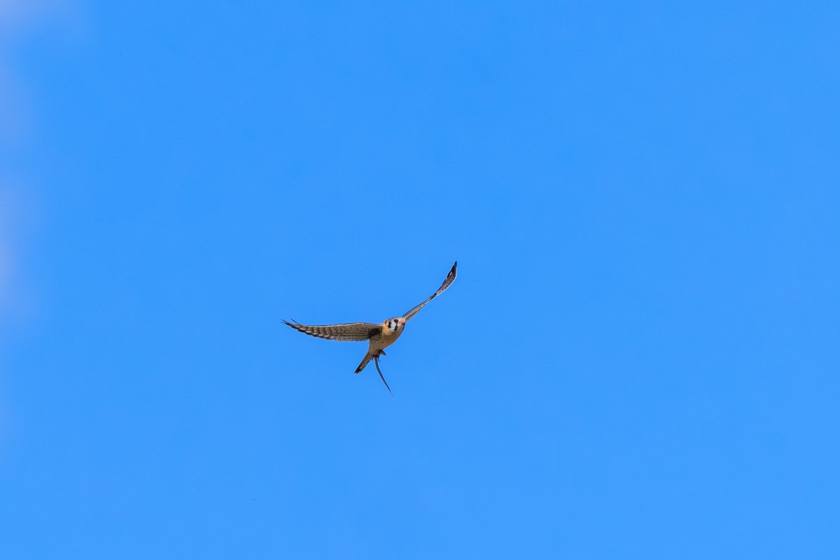 American Kestrel