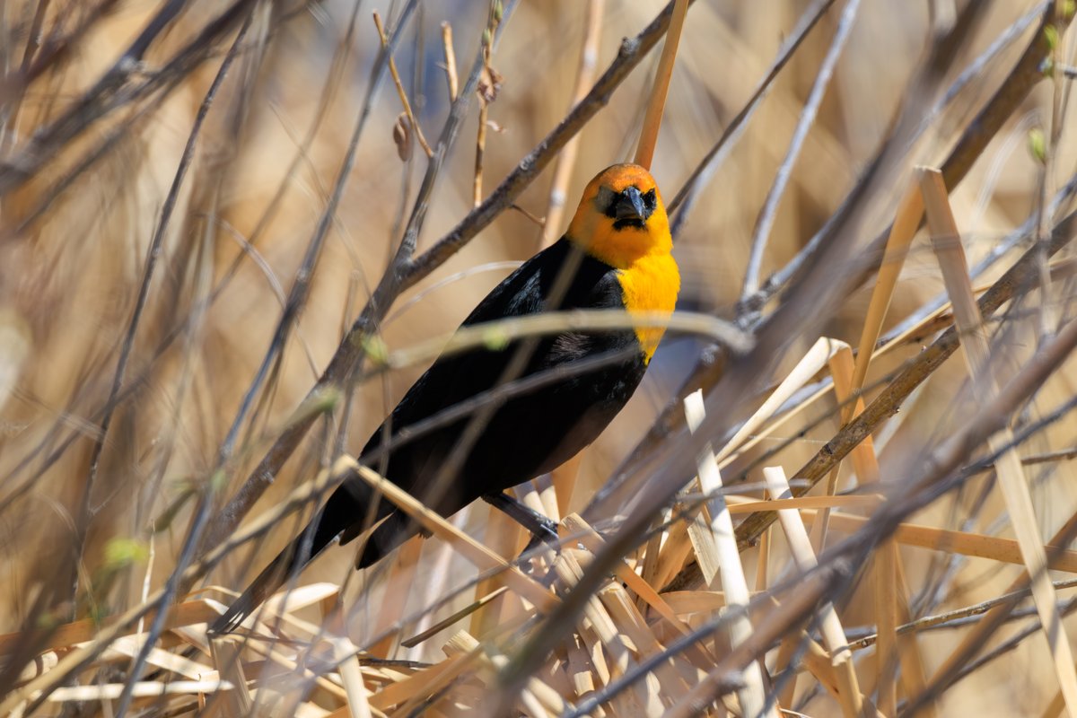 Yellow-headed Blackbird